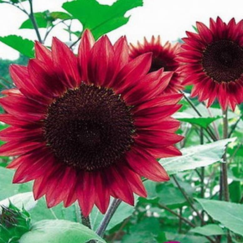 30H - HẠT GIỐNG HOA HƯỚNG DƯƠNG ĐỎ