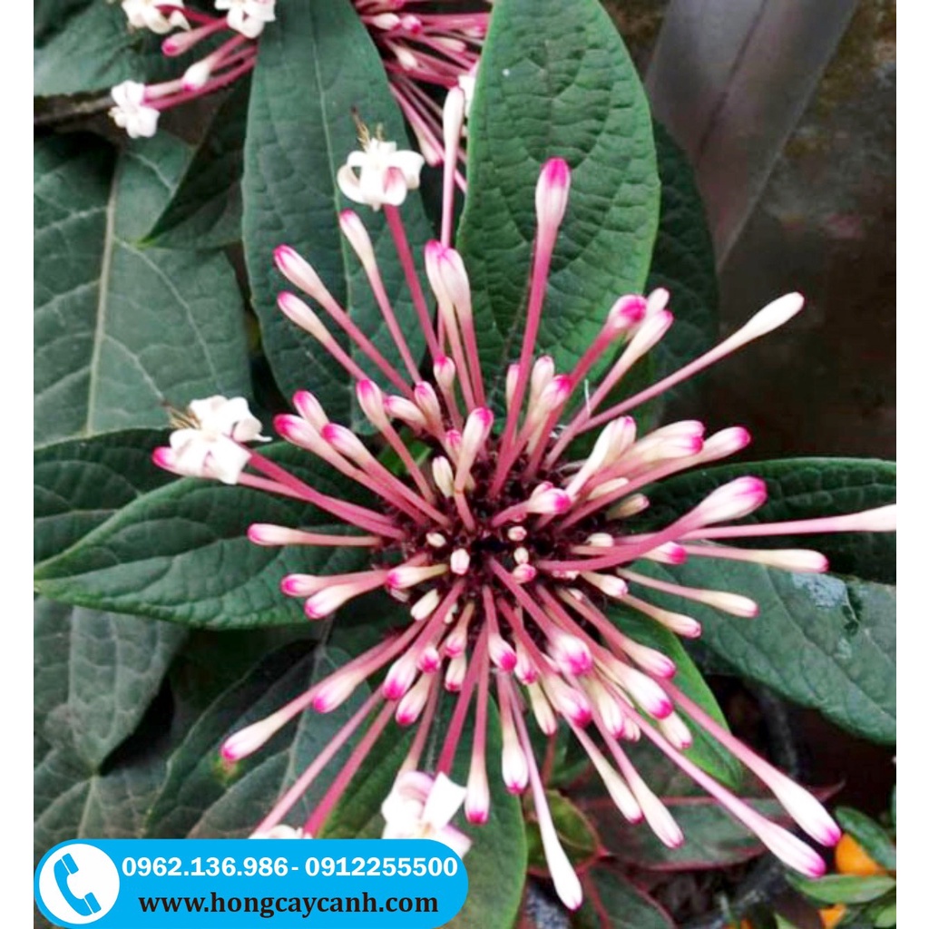 Cây Hoa Thiên Phúc II Cây Pháo Bông