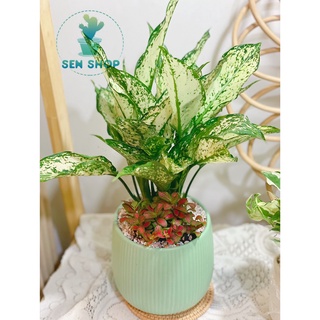 Chậu men trồng cây màu pastel .
