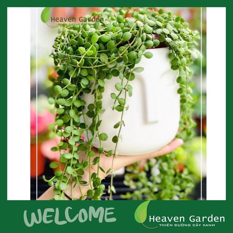 Chậu men mặt người ZEN - chậu trồng cây văn phòng