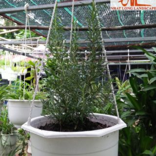 Cây Hương Thảo chậu treo