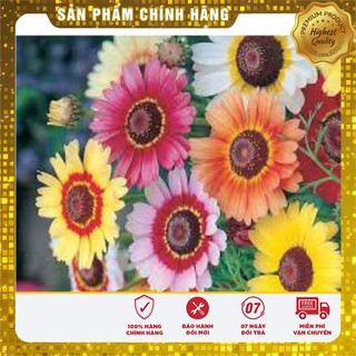 Hạt Giống Hoa Cúc Chi mix