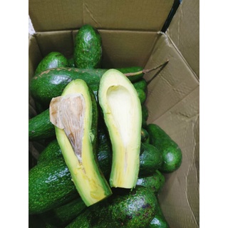 1 kí Bơ 034 Lâm Đồng