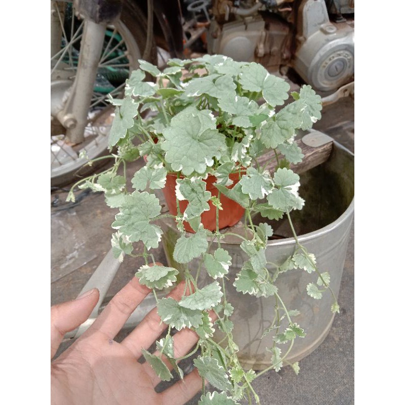 [ LIMITED ] MỘT CHIẾC BEGONNIA VAR ( Vietsub : RAU MÁ CẨM THẠCH ) HƯƠNG THƠM DỄ CHỊU THÍCH HỢP TRANG TRÍ NHÀ, BAN CÔNG 🍀