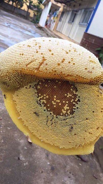 Mật ong rừng tràm