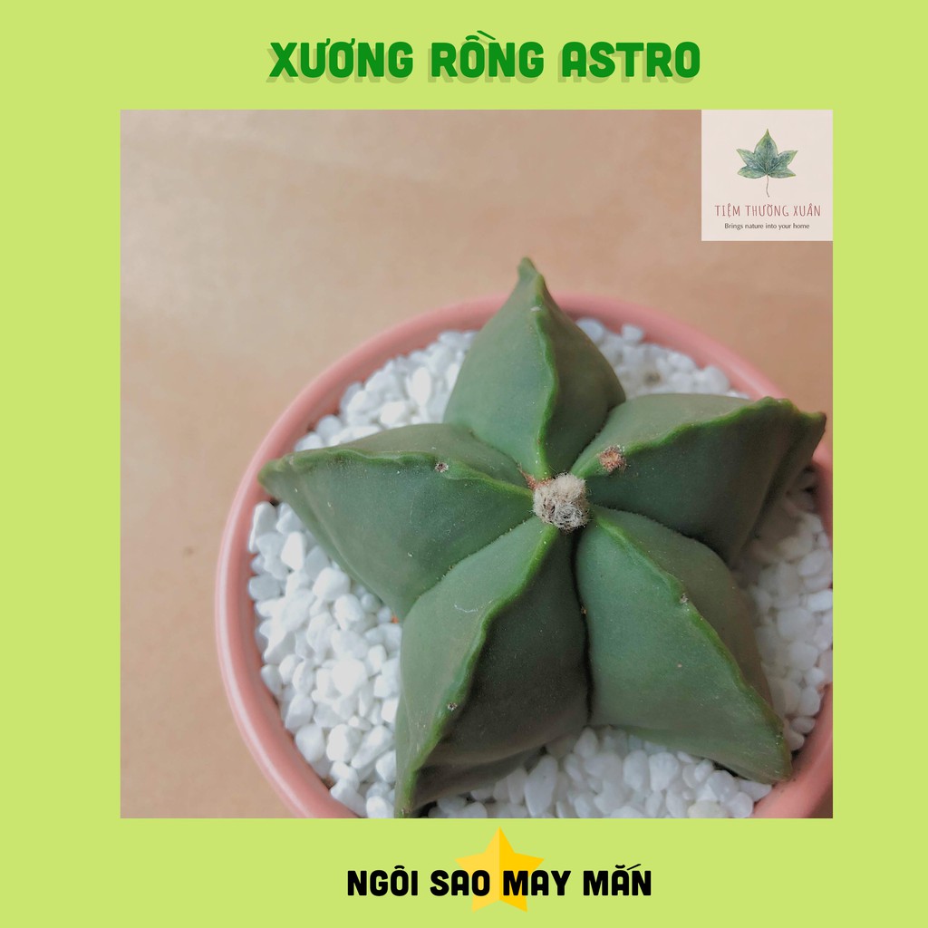 Xương rồng Astro hình ngôi sao may mắn - Tiệm Thường Xuân