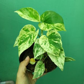 Trầu bà cẩm thạch