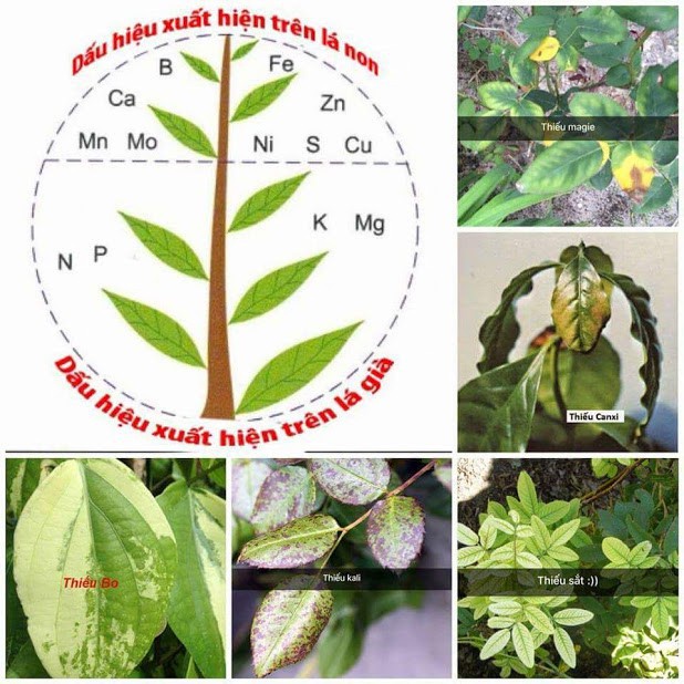 [SIEURE] Siêu kali hàng đẹp, phân phối chuyên nghiệp.
