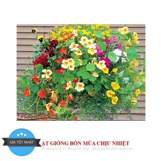 Hạt Giống Hoa Sen Cạn - 5 Hạt