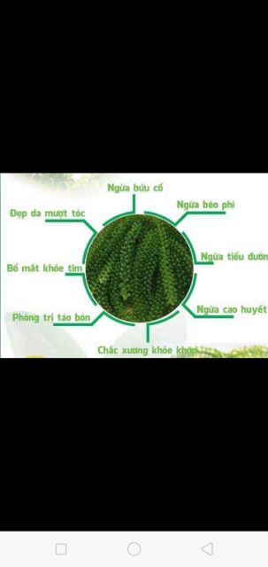 100g Rong nho tách nước ,khi nở ra 300g rong tươi ,miễn phí vận chuyển từ 0 đến 2 giờ đêm mỗi ngày lo | BigBuy360 - bigbuy360.vn