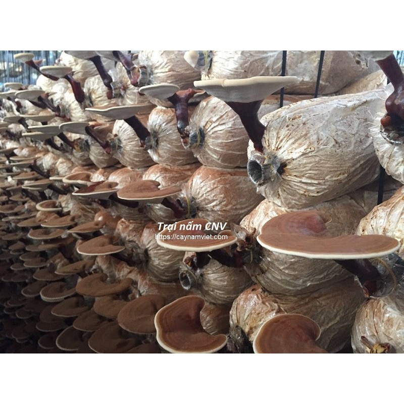 Nấm linh chi đỏ Việt Nam 500g (Nguyên bào tử) - Cây Nấm Việt | BigBuy360 - bigbuy360.vn