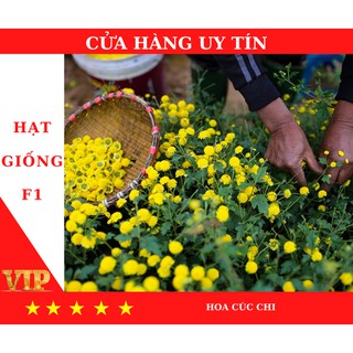 Hạt giống hoa Cúc Chi Vàng - MUA 4 TẶNG 1 CÙNG LOẠI