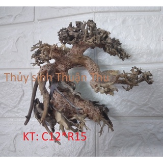 Lũa Bonsai Thủy Sinh nhiều size (lũa ghép)