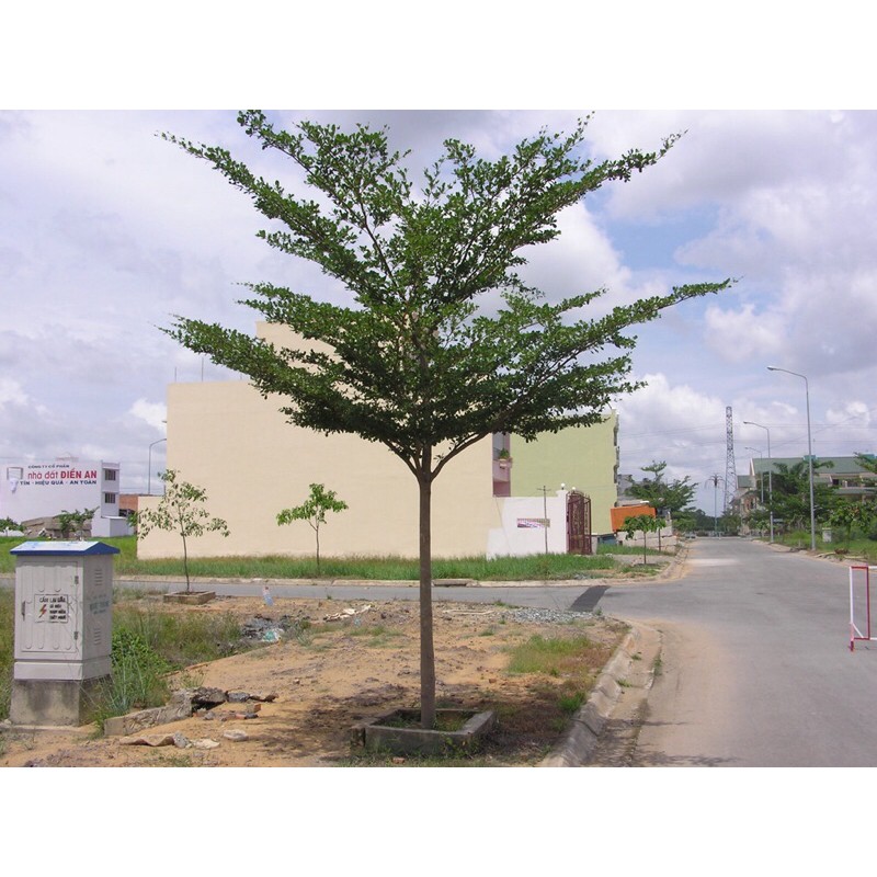 Cây Bàng Đài Loan - Bàng Lá Nhỏ Cây cao 1m-1m2