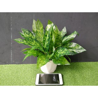 Chậu cây nhựa trang trí