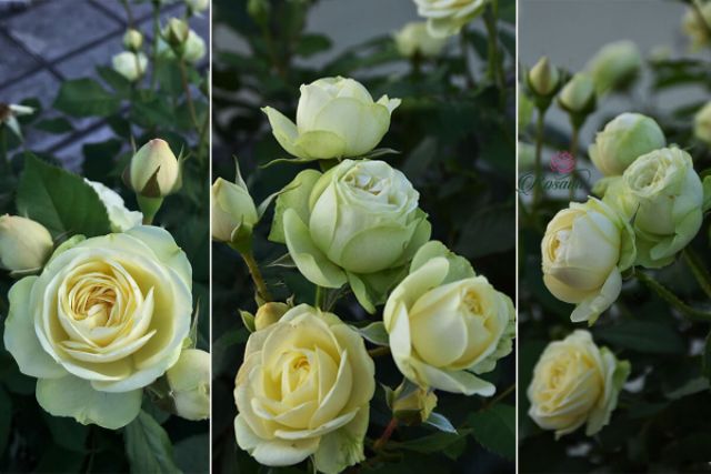 Cây hoa hồng ngoại Creamy eden