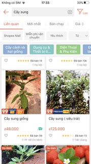 Cây sung giống