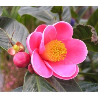 Cây giống hoa hải duong