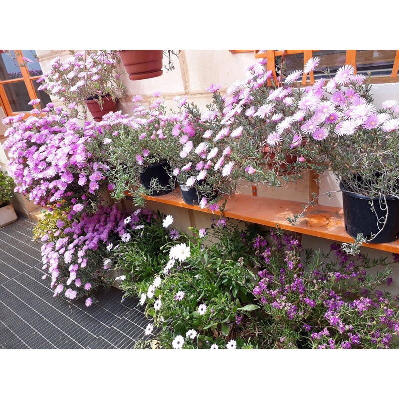 Cây Hoa mười giờ Nam Phi