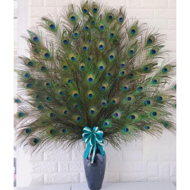 30 cành lông công khách đặt mắt vừa 80-90cm