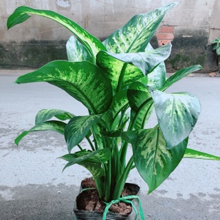 Vạn Niên Thanh Size Đại