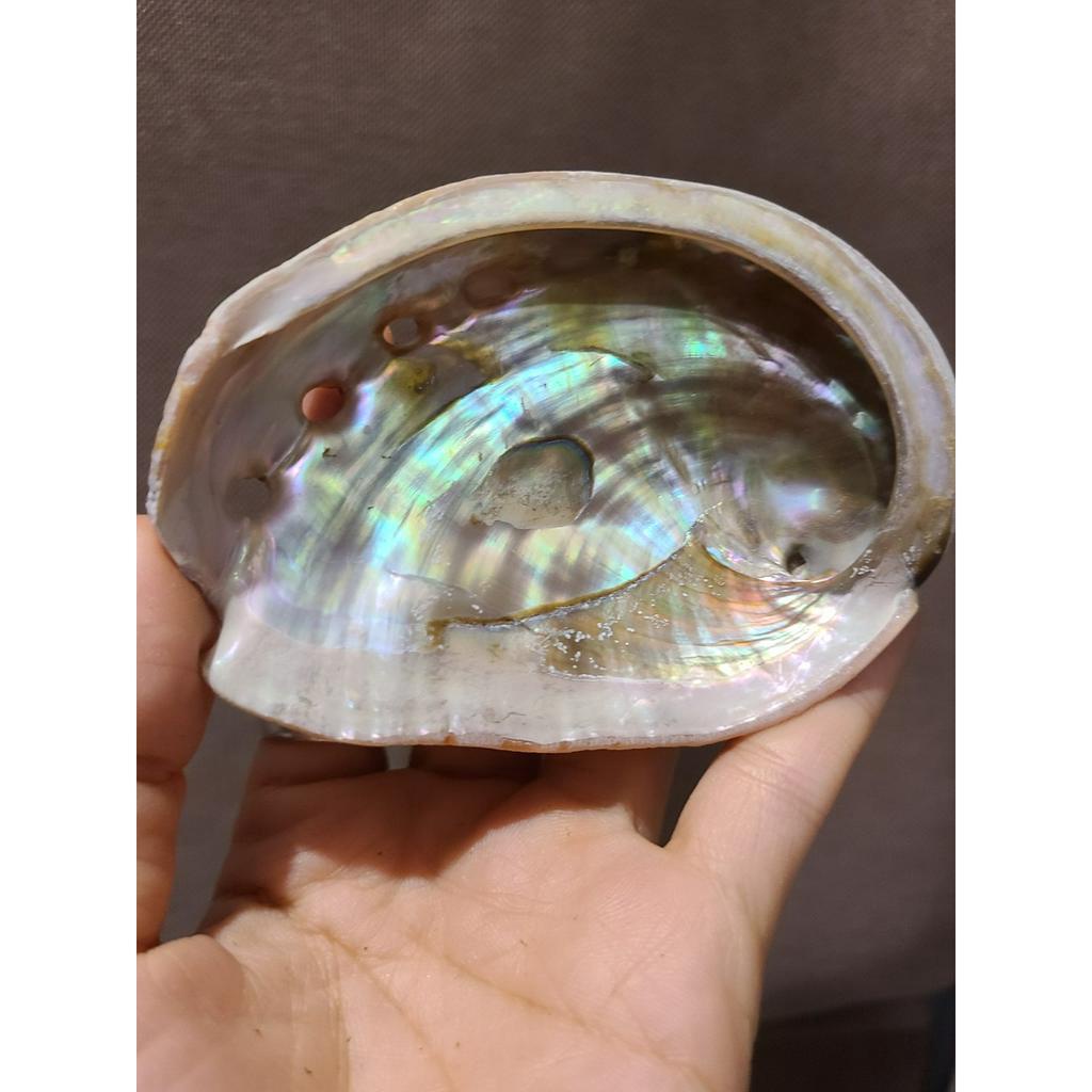 Vỏ ốc xà cừ thô các loại size vừa - Dụng cụ đốt xô thơm và Palo santo