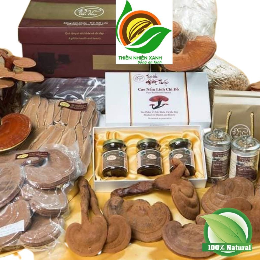 Nấm Linh chi Đỏ giống Nhật trồng tại trại nấm Đất Thép–Việt Nam 500 gram Nguyên bào tử giúp ngăn ngừa khối u, thải độc g