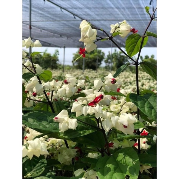 Cây hoa Trinh Nữ cao 20-30 cm (Ảnh thật số 2)