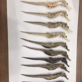 Cặp cá ngựa  size 10-12cm