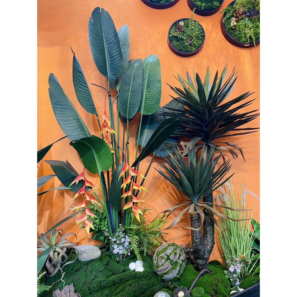 Hoa CHUỐI PHÁO đỏ  - HC0009