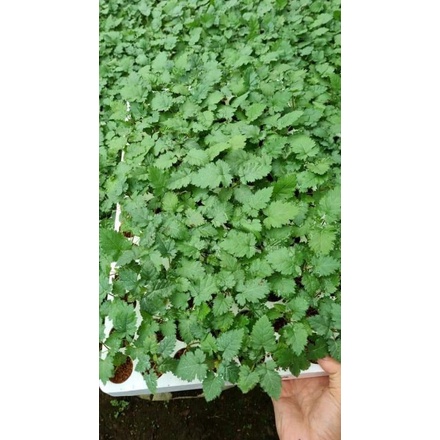 Combo 5 cây mâm xôi cấy mô