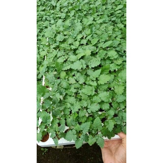 Combo 5 cây mâm xôi cấy mô