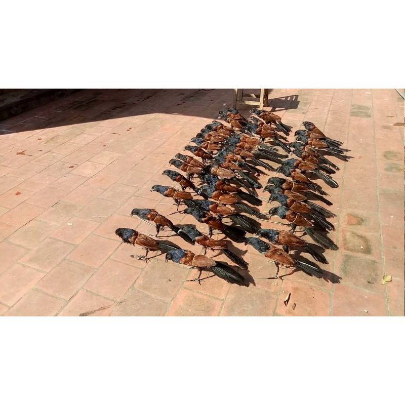 1 con bịp giả bơm keo 2021 hàng chất lượng, dùng để đánh chung với mẹt