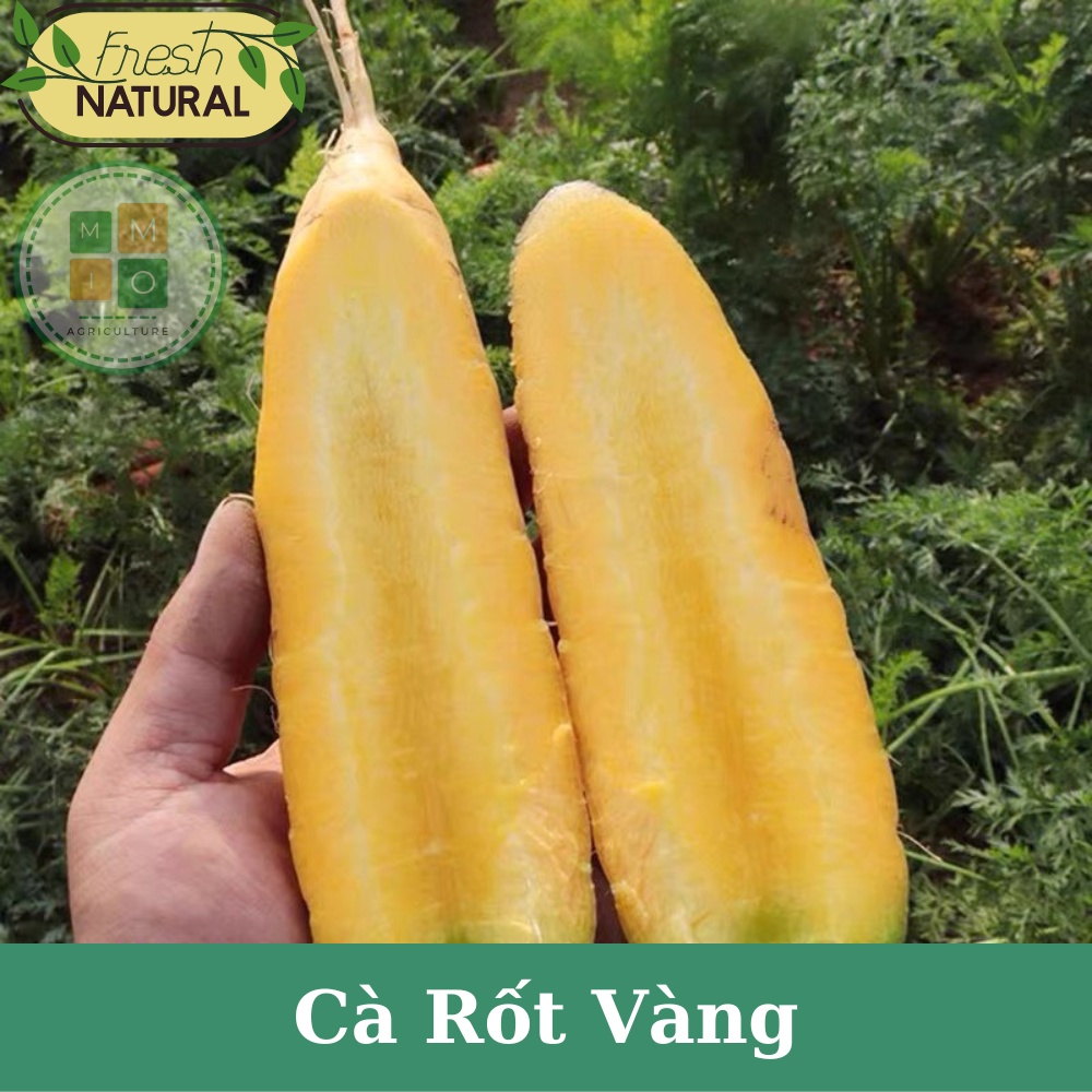 Hạt giống cà rốt vàng Hàn Quốc