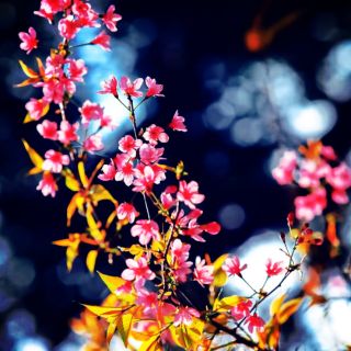 Hoa nhựa trang trí phòng