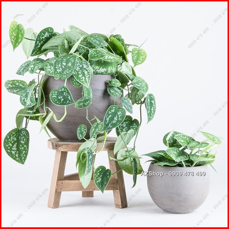Trầu Bà Lụa Pháp Scindapsus Argyraeus - Giống lá đẹp khá hiếm