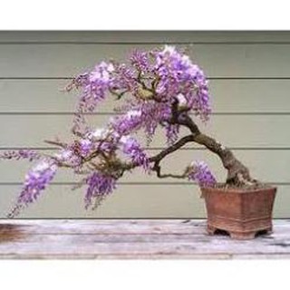 CÂY GIỐNG HOA TỬ ĐẰNG THÂN GỖ