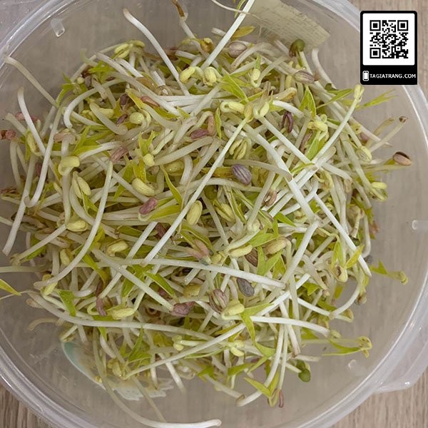 Hạt giống rau mầm đậu xanh (giá đỗ) - Gói 100g/ 50g