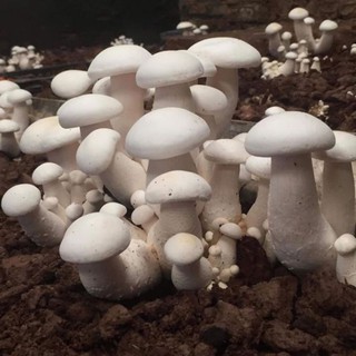 Phôi nấm đùi gà