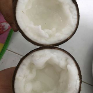 Dừa sáp Trà Vinh