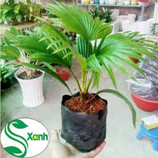 Cây Cọ Cảnh-Câygiống