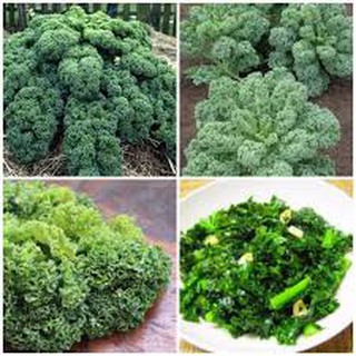 500 hạt giống rau cải xanh xoăn kale