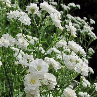 Hạt giống hoa baby trắng - Tặng gói hạt giống ngẫu nhiên