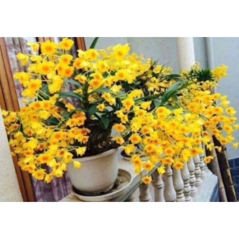 Combo 3 bó hoàng lạp