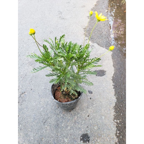 Cây cúc thân gỗ