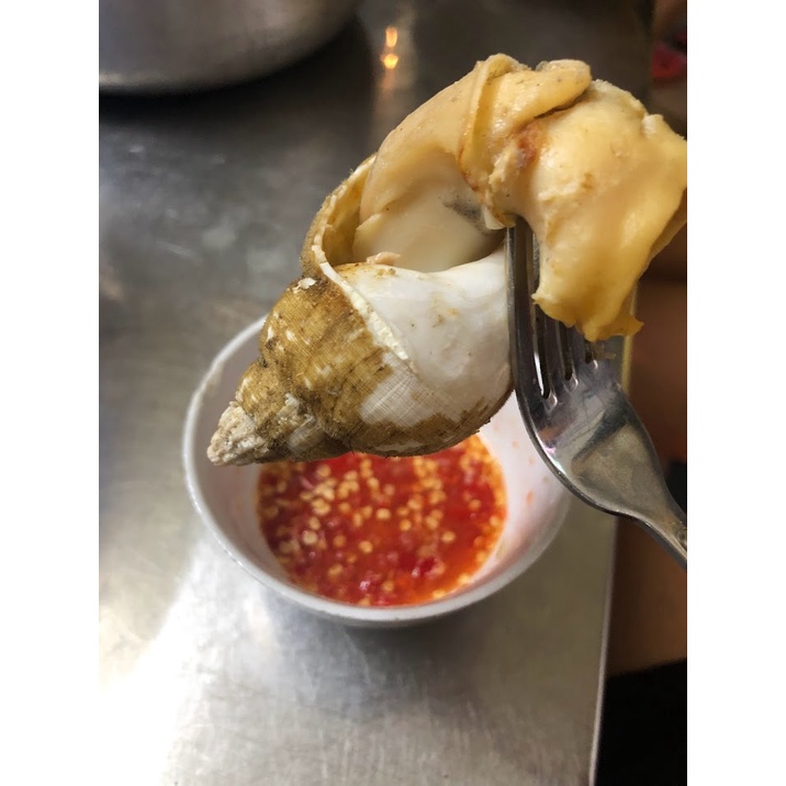 Ốc Bulot Size ĐẠI