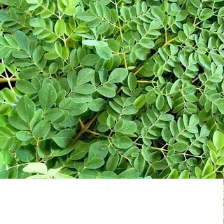 Hạt Giống Chùm Ngây 2gr