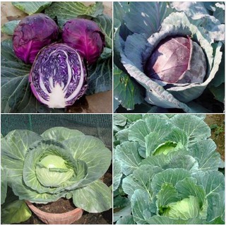 Combo 2 gói hạt giống bắp cải ( 1 gói bắp cải xanh + 1 gói bắp cải tím ) Kèm 1 gói phân bón
