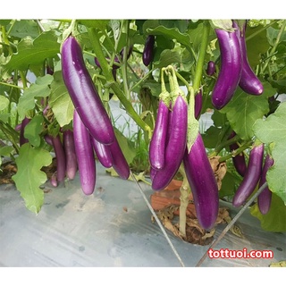 HẠT GIỐNG CÀ TÍM DÀI