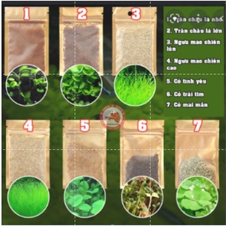 Hạt giống cây thủy sinh bể cá cảnh (combo 3 gói 10gr)
